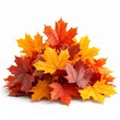 © Pure Imagination - Pile of Colorful Maple Leaves Displaying Autumnal Red Orange and Yellow Tones on a White Background