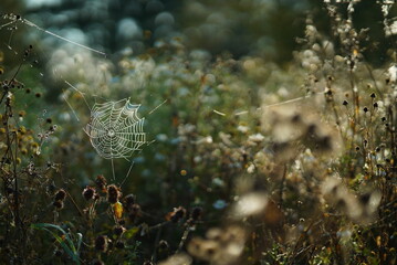 Summer comfort - a clearing and a spider web 