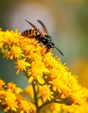 Close-up of a black and yellow wasp on a cluster of bright yellow flowers