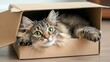 © afridwi - Cat relaxing in cardboard box