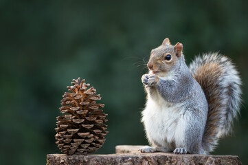 Wall Mural - Grey squirrel eating nut on a tree stump with a pine cone