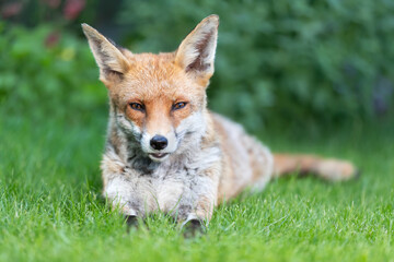 Wall Mural - Portrait of a cute red fox lying calmly on a green grass