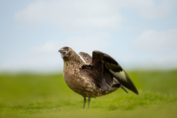 Wall Mural - great skua with wings spread calling on coastal grassland