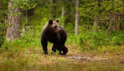 Wall Mural - Wild young brown bear standing alert on a woodland path