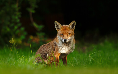 Wall Mural - Portrait of a red fox sitting on green grass in a meadow