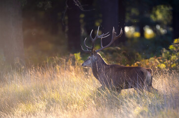Wall Mural - Portrait of a majestic red deer stag in a meadow