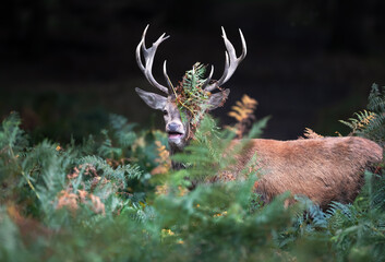 Wall Mural - Red deer stag calling with bracken on antlers during the rut in autumn