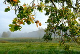 Jesienne liście dębu na tle porannej mgły i łąki