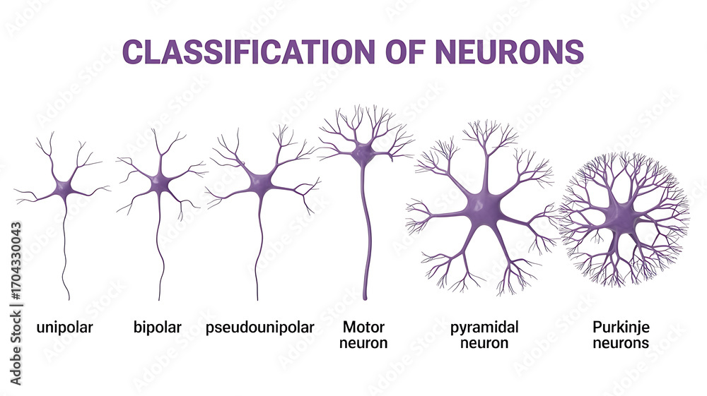 Fotografie Classification of neuron types including unipolar, bipolar ...