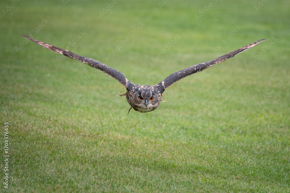 Eurasian Eagle Owl (Bubo bubo) Flying Over Rosenburg Castle, Austria ...