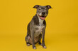 © Arf & Wag Studio - Pit Bull Sitting on Yellow Background