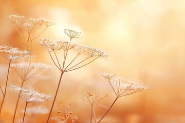  Delicate dried plants in warm sunset light.
