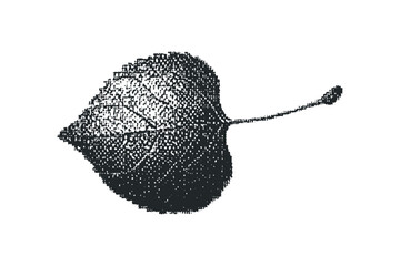 Wall Mural - Black and white single leaf on transparent background. Vector hand drawn illustration