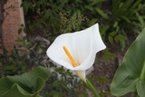 white calla lily bloom