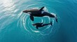 © nia - Orca family gracefully glides through ocean's surface with sunlight dancing on crystalline water