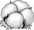 © Muhammad - Detailed illustration of a cotton boll with leaves in a vintage, etched style