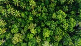 Aerial View of Dense Green Jungle Canopy with Sunlight and Shadows Exotic Forest Top Down Perspective and Palm Trees Landscape Lush Greenery