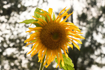 Wall Mural - A sunflower is in full bloom, with its petals open and facing the camera. The image has a warm and inviting mood. Mexico, mexico city