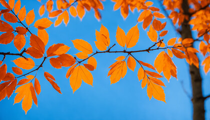 a delicate tree branch with vibrant orange autumn leaves backlit by the sun against a clear and bright blue sky, capturing the essence of fall.