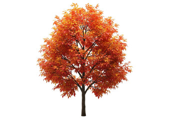 vibrant autumn tree isolated on transparent background