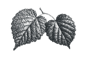 Wall Mural - Two textured botanical leaves on a transparent background. Vector hand drawn illustration
