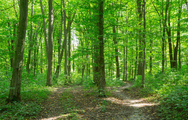  Path in green summer forest