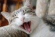 © Jay - Funny domestic cat yawning with wide open mouth showing teeth and tongue in close-up portrait indoors