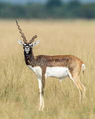 Wall Mural - wild male blackbuck or antilope cervicapra or indian antelope Blackbuck National Park Velavadar bhavnagar gujrat india asia blackbuck with broken horn closeup or portrait in natural green background