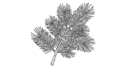 Vector illustration of pine tree branch illustration