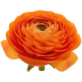 Beautiful orange ranunculus flower isolated on transparent background in full bloom