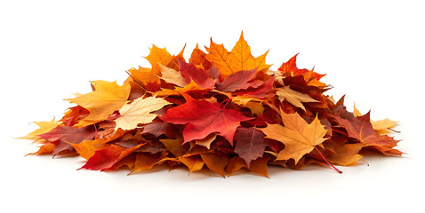 autumn leaves isolated on white