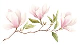29.A delicate watercolor vector of pink magnolia flowers blooming on a slender tree branch. The soft pink petals and lush green leaves are painted in fine detail, making it perfect for use as a