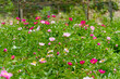 © Kazutaka - 緑の草原に広がるピンクのシャクヤクの花畑