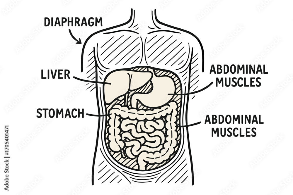 Abdomen Anatomy Doodle. Hand-drawn doodle illustration abdomen cross ...