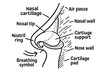 © Svitlana - Nasal Anatomy Doodle. Hand-drawn doodle illustration nasal cartilage nose tip, nasal septum, nostril ring, side view nose, soft