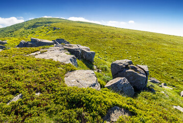 Wall Mural - wonderful summer landscape in mountains. rocks and boulders on the green slope with grassy meadow. beautiful view in morning light. ukrainian carpathians alpine scenery under blue sky