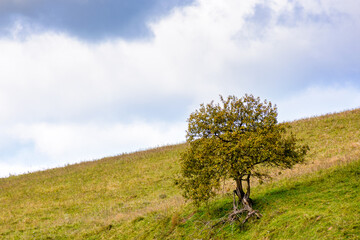 Wall Mural - countryside scenery in autumn. single tree on the grassy hill in morning light. background with clouds on the blue sky. seasonal weather change in september