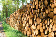 © AlexGo - Freshly cut wood logs under blue sky