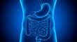 © Steffani - A blue toned anatomical illustration of the human digestive system showing stomach and intestines