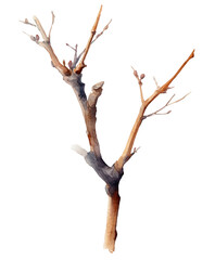 Watercolor bare tree branch with buds isolated on transparent background