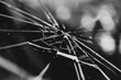 © Caroline - close-up of fractured glass on a windshield with bokeh light effect. abstract texture background. fragility, chaos, disruption, or distorted reality concept.