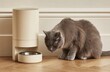 © pahlawan - A grey cat drinks water from a stainless steel bowl attached to a beige automatic pet feeder on a wooden floor, against a neutral wall