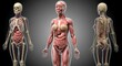 © srie - Female anatomy exploration showcasing skeletal muscular and internal organ systems in detail