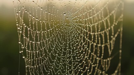 Dew-kissed spider web