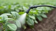 © 69 - Close-Up of Sprayer Hose Watering Green Plants in Agricultural Field for Sustainable Farming Practices and Crop Growth Enhancement