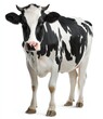 © lai - A full-body shot of a black and white cow, standing upright against a plain white background. The cow is facing the viewer
