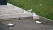 © anungcamui - A group of white and black pigeons on a paved urban path near a set of tiled stairs and green grass.