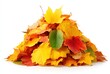 © num lock - A vibrant pile of colorful, autumn maple leaves in shades of yellow, orange, red, and green, set against a plain white background