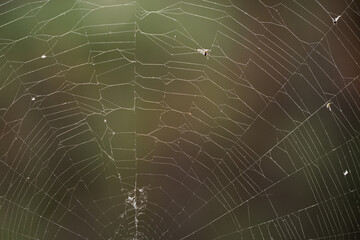 spider web in nature, macro photo with shallow depth of field.