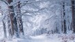 © Babb - A peaceful forest path blanketed in snow, surrounded by frost-covered trees. The scene captures the beauty of winter, evoking tranquility and a sense of solitude.